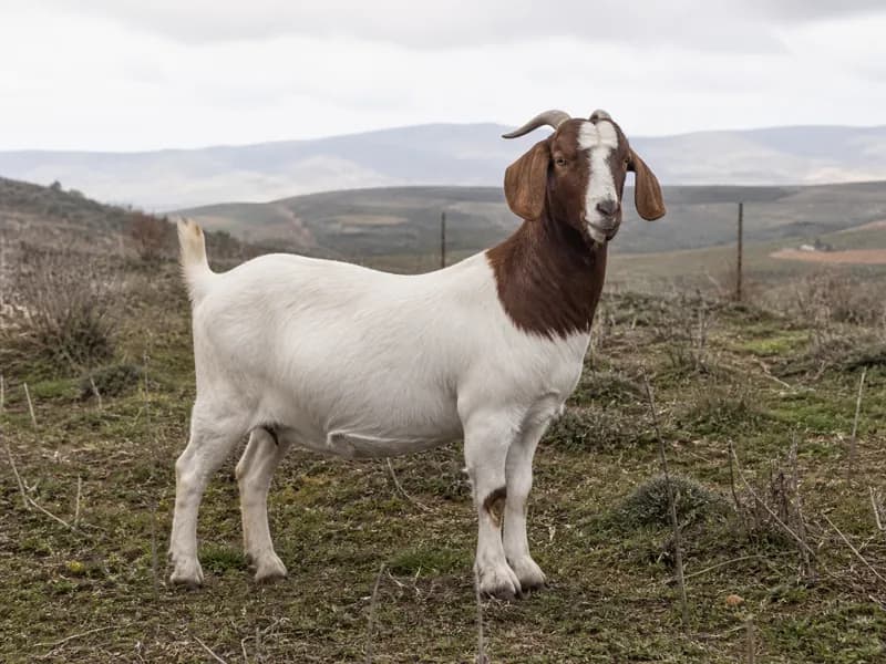 Boer Boer Keçisi, Konya / Ereğli