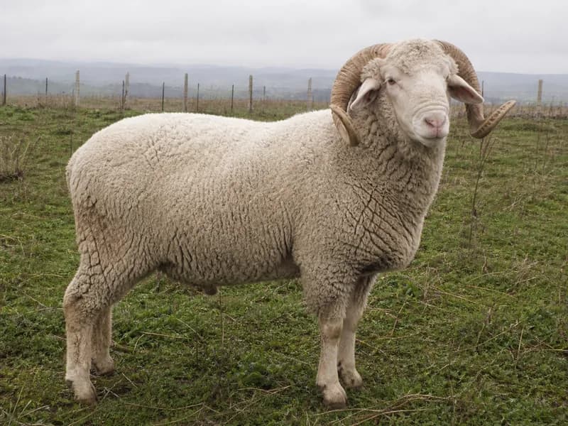 Merinos Merinos Koç, Balıkesir / Bandırma