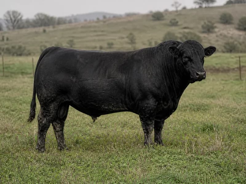 Angus Angus Besilik Tosun, Eskişehir / Sivrihisar