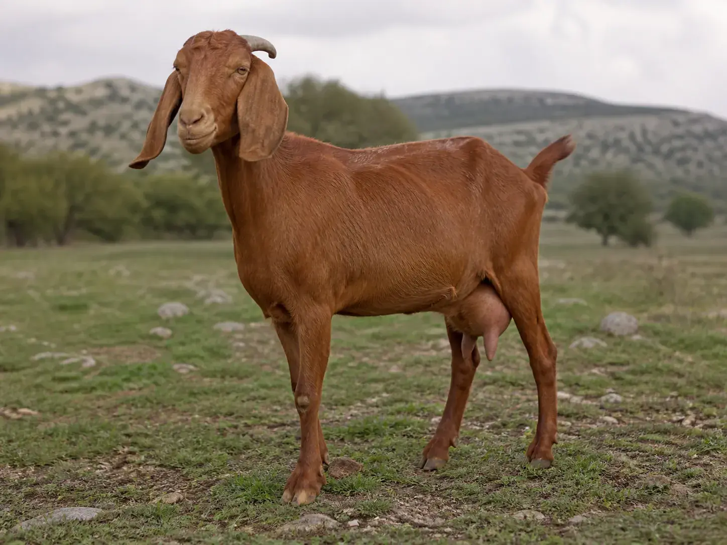 Halep Keçisi fotoğrafı 1