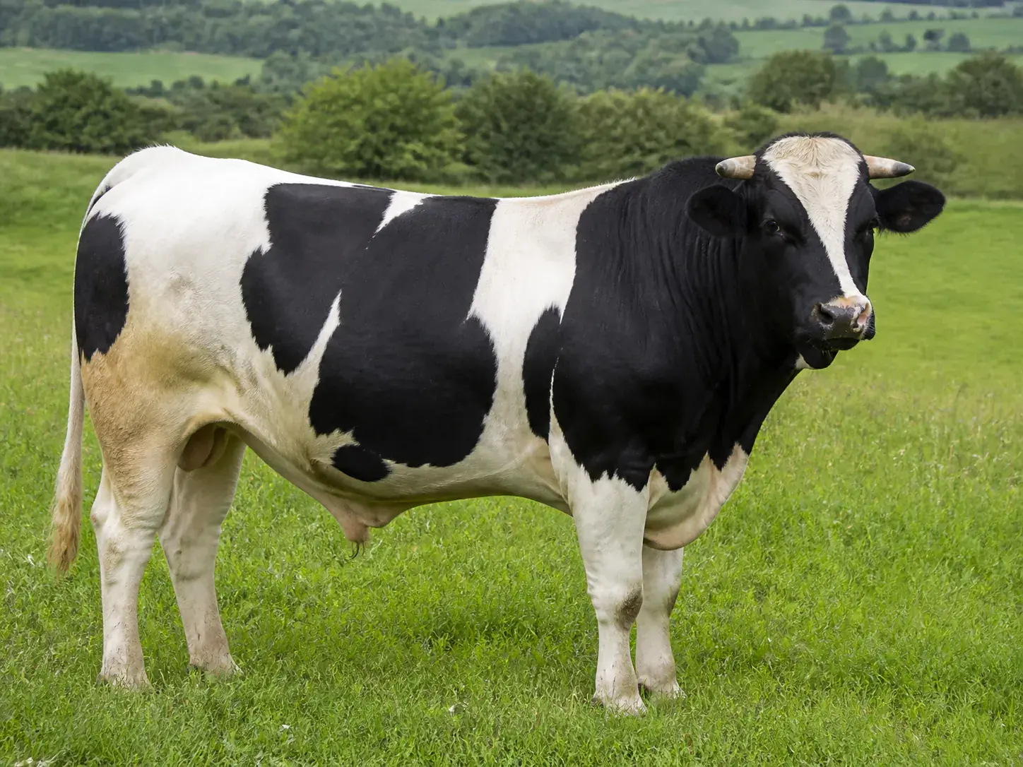 Holstein Damızlık Boğa fotoğrafı 1