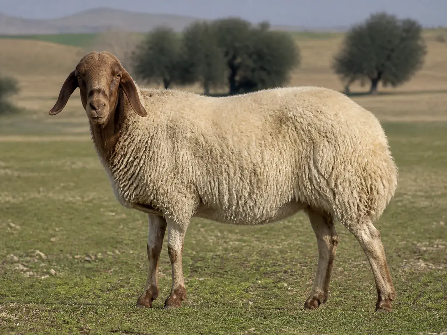İvesi Koyunu fotoğrafı 1