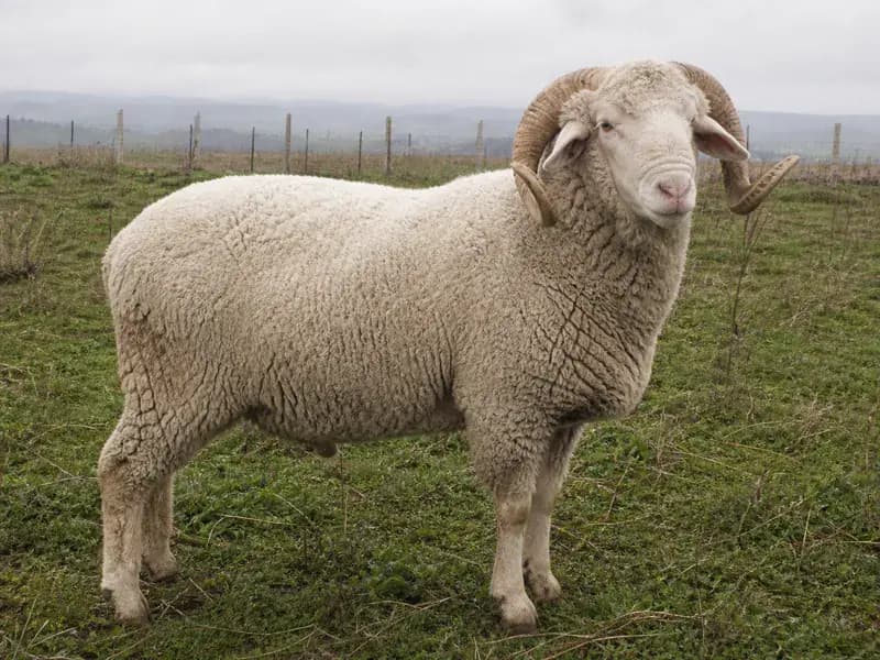 Merinos Merinos Koç, Balıkesir / Bandırma