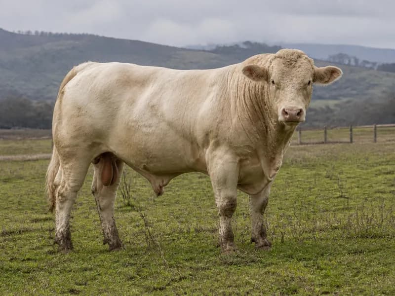 Charolais Charolais Besilik Tosun, Çorum / Sungurlu
