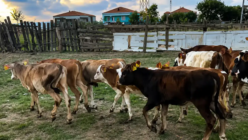 Karma 15 Adet Kaliteli Dişi - Nakliye Dahil, Ankara / Polatlı
