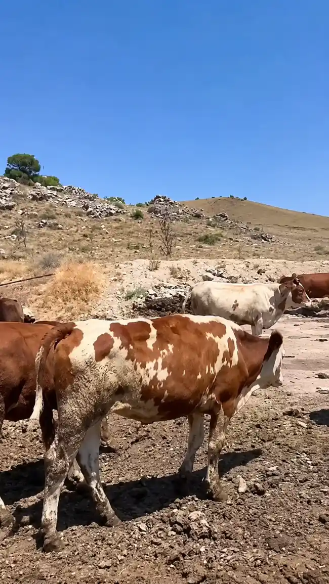 Karma 1,5-2 Yaş Karma Besilik Danalar, Kayseri
