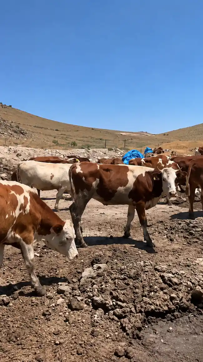 Karma Kayseri'de Satılık Besilik Danalar, Kayseri