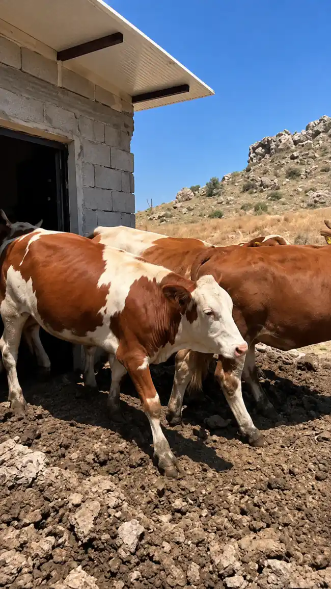 Karma Besilik Danalar - Canlı Yaklaşık 300 kg, Kayseri