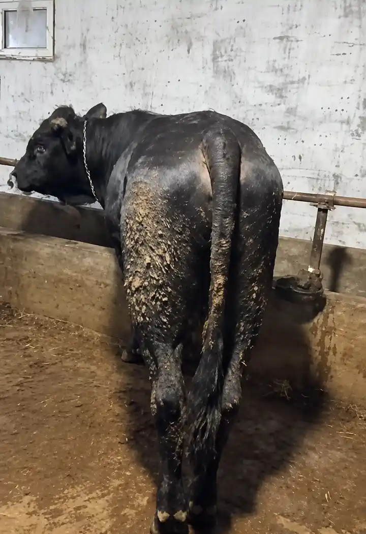 Melez Satılık Büyükbaş Kurbanlık Tosun - 450-500 KG, Çankırı