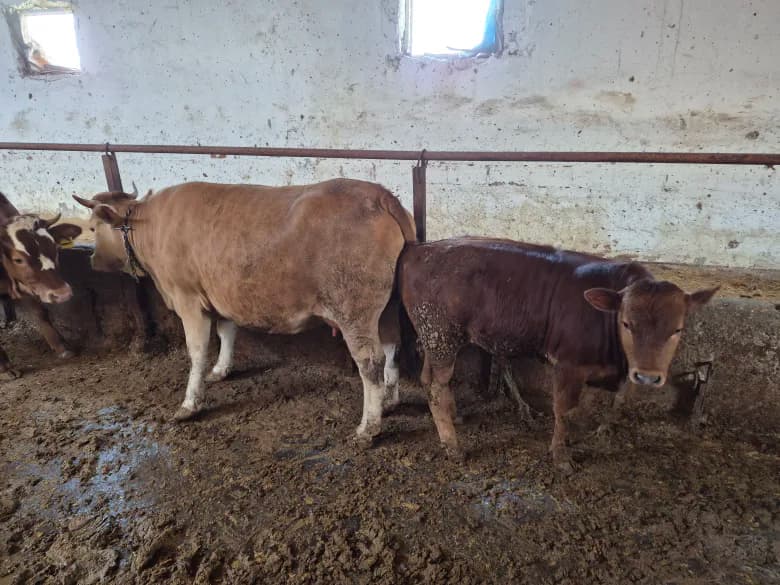 Melez Satılık Buzağılı (5 Aylık) İnek, Ankara / Altındağ