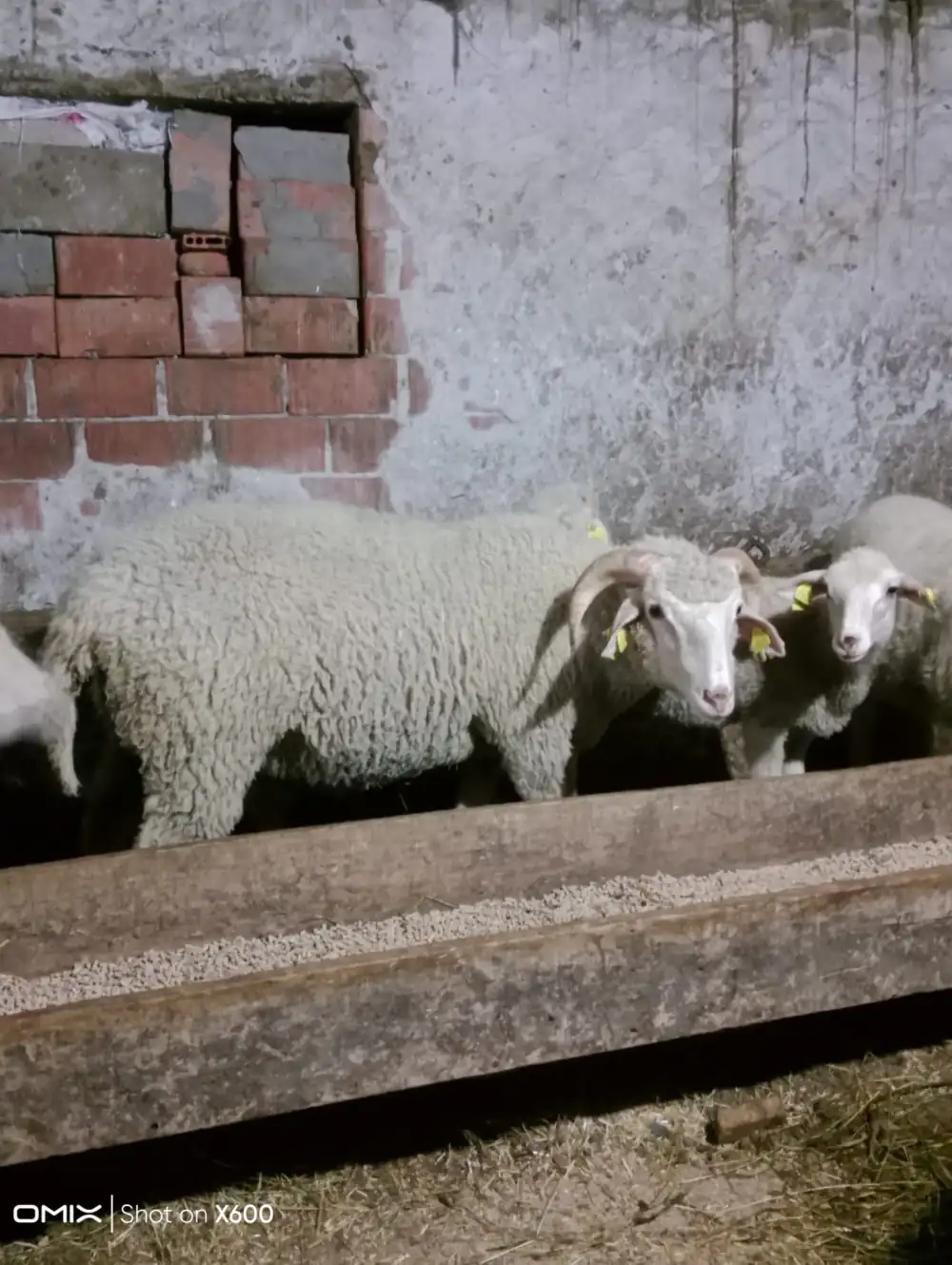 Merinos 1 Yaşında 40-50 kg Merinos Koç, Ankara / Kızılcahamam