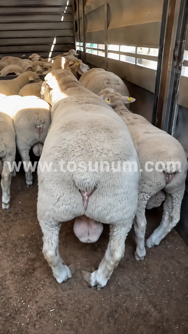 İle de France Damızlık İle de France Koç - 120-130 kg, Ankara / Gölbaşı
