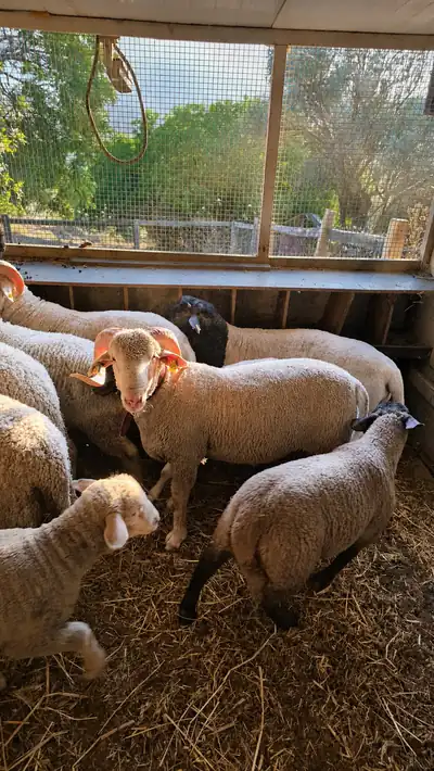 Merinos Merinos Koç - İzmir, İzmir