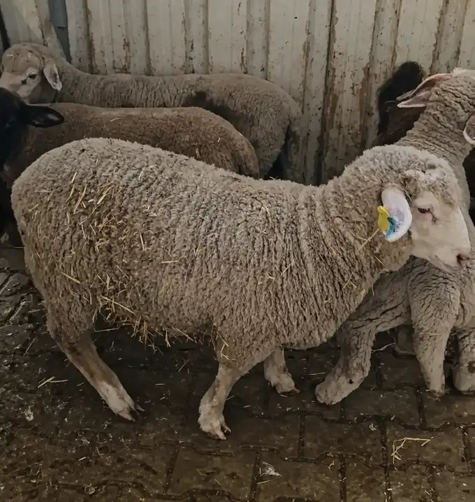 Merinos Satılık Merinos Kuzular, İzmir / Foça