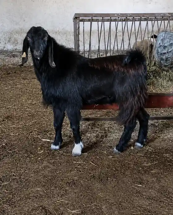 Keçi Siyah Keçi - 1 Yaşında, İzmir / Foça